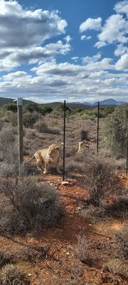 Hinter einem Maschendrahtzaun befindet sich eine Gruppe von Löwen. Aus dem lehmigen Boden erheben sich karge Büsche, die nach hinten hin zunehmend grüner werden. Im Hintergrund sieht man Berge, darüber erhebts sich ein blauer Himmel mit vielen weißen Wolken.