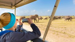 Eine Reisende fotografiert eine Herde Elefanten bei einer Safari in Tansania.