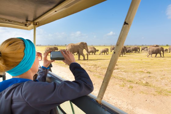 Auf Safari in Tansania Eine Reisende fotografiert eine Herde Elefanten bei einer Safari in Tansania.