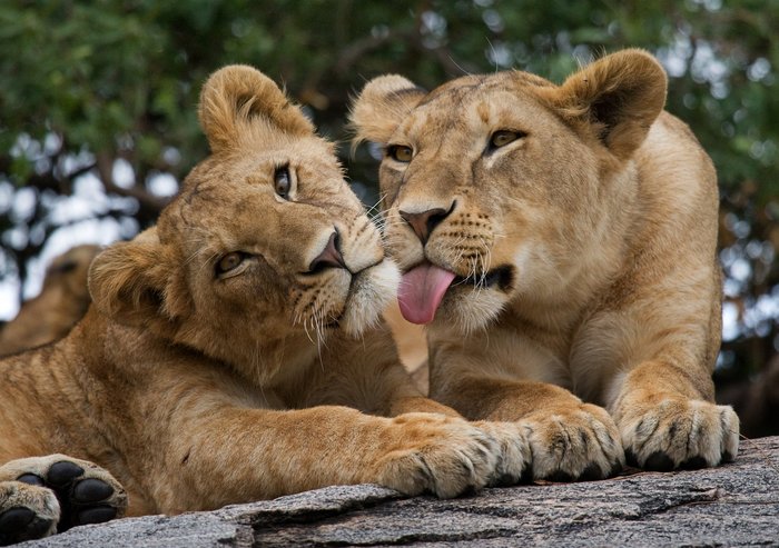 Zwei junge Löwen auf einem Ast im Serengeti Nationalpark in Tansania.
