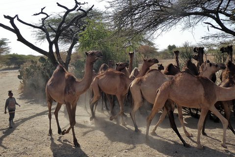Eine Junge treibt eine Herde Kamele entlang eines Weges im Großen Afrikanischen Grabenbruch in Äthiopien.