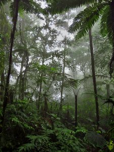 Wandern auf dem Caminho do Fugido Der Regenwald von Sao Tomé