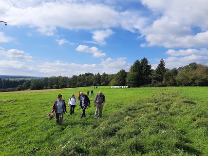 Eine Gruppe sucht bei schönem Wetter nach Pilzen