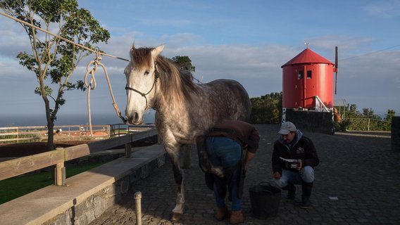 Bild eines Esels auf einer Straße auf den Azoren