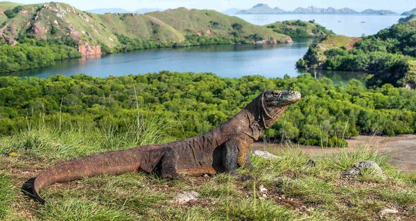 Ein großer Komodowaran liegt auf einem grasbewachsenen Hügel mit Blick auf das Meer und grüne Landschaften. 