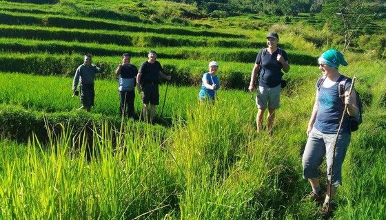 Die Reisegruppe spaziert durch die Reisfelder