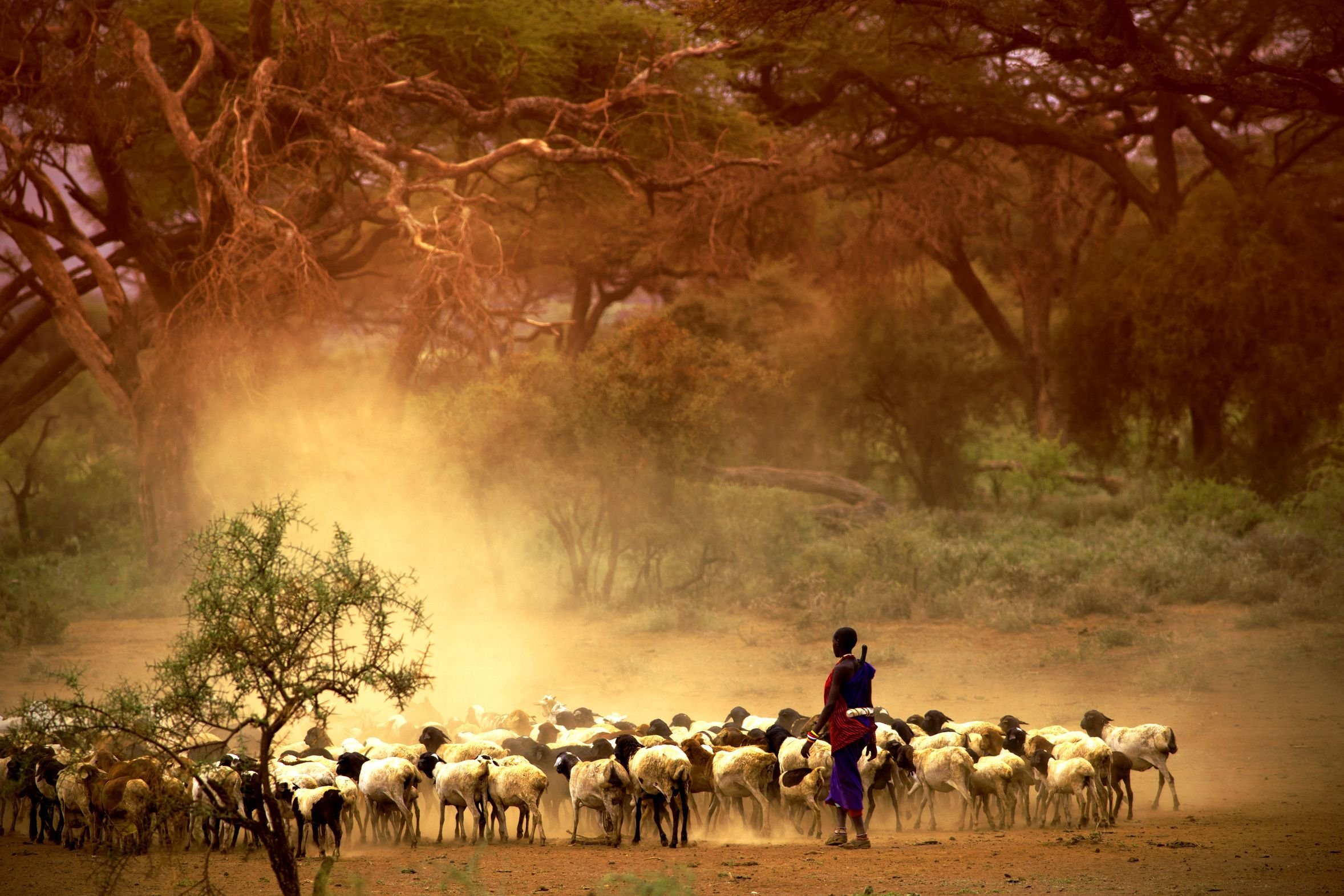 Massai und seine Herde