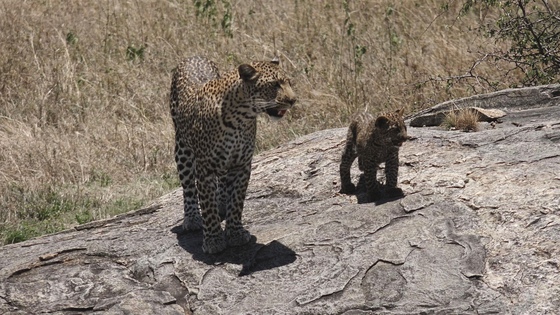 Leopardin mit ihrem Jungen Auf einem flachen Felsen steht eine Leopardin, neben ihr ihr Junges. Im Hintergrund erkennt man verdorrtes Gras.