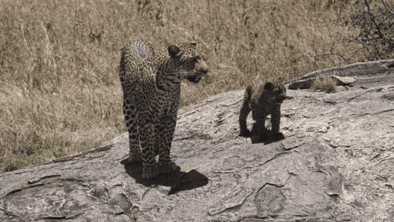 Auf einem flachen Felsen steht eine Leopardin, neben ihr ihr Junges. Im Hintergrund erkennt man verdorrtes Gras.