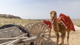 Ein Kamel steht neben einem Karren in der Wüste