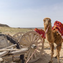 Ein Kamel steht neben einem Karren in der Wüste
