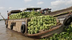 Bananenboot auf dem Mekong Ein Boot transportiert viele Bananen auf dem Mekong