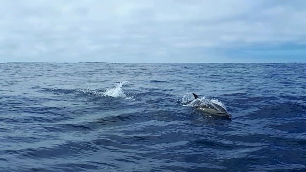 Delfine auf Pico, Azoren