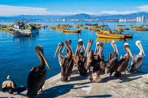Pelikane stehen am Wasser, auf dem viele kleine Boote schwimmen