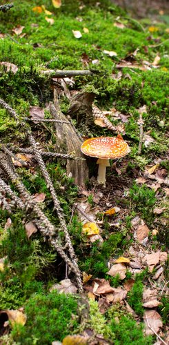 Ein Fliegenpilz im Westerwald.