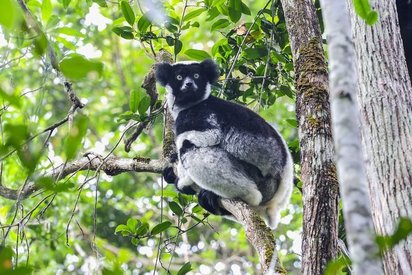 Der Indri Indri heißt Willkommen in Madagaskar