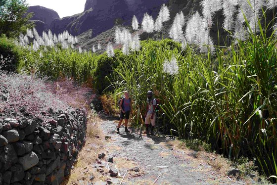 Das grüne Paul-Tal gehört zu den schönsten Sehenswürdigkeiten der Kapverden. Ein Mann und eine Frau stehen auf einem Weg neben hohem Pampagras.