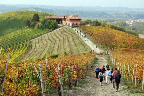 Wandergruppe auf einem Weg zwischen Weinfeldern eines Weinguts