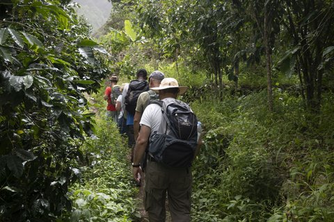 Eine Gruppe Wanderer läuft durch grüne Vegetation