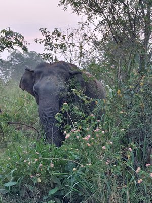 Elefant im Udawalawe-Nationalpark Umgeben von Gräsern und Sträuchern steht ein indischer Elefant.