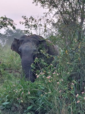 Umgeben von Gräsern und Sträuchern steht ein indischer Elefant.