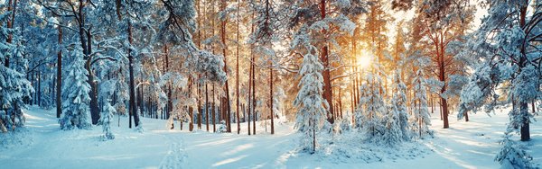 REISEN MIT SINNEN wünscht frohe Weihnachten