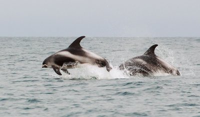 Zwei Delfine springen aus dem Nordatlantik