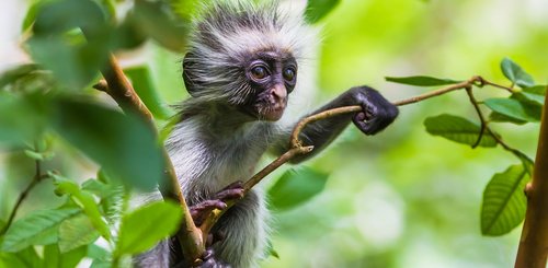 Affe sitzt inmitten vom Regenwald