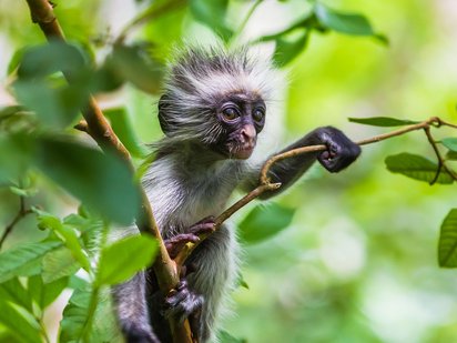 Roter Colobus-Affe in freier Natur Affe sitzt inmitten vom Regenwald