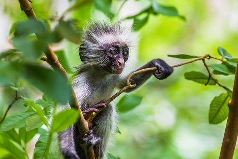 Affe sitzt inmitten vom Regenwald
