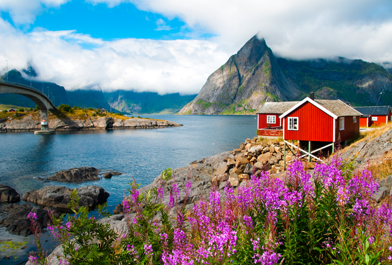 Man sieht die Ansicht einer Lofoten-Insel. Im Vordergrund blühen violette Blumen, dahinter im Mittelgrund steht ein rotes Holzhaus. Die linke Bildhälfte wird überwiegend von Wasser eingenommen. Rechts im Hintergrund erhebt sich ein Berg, darüber blauer Himmel mit weißen Wolken.