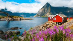 Man sieht die Ansicht einer Lofoten-Insel. Im Vordergrund blühen violette Blumen, dahinter im Mittelgrund steht ein rotes Holzhaus. Die linke Bildhälfte wird überwiegend von Wasser eingenommen. Rechts im Hintergrund erhebt sich ein Berg, darüber blauer Himmel mit weißen Wolken.