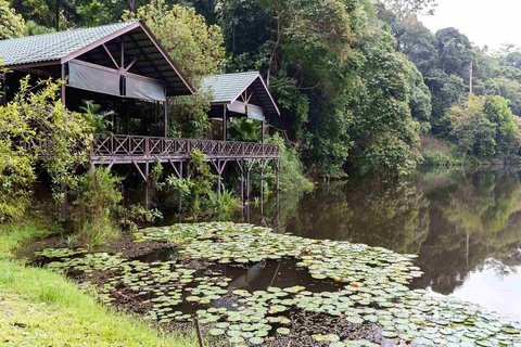 Holzbungalows stehen auf Stelzen am See im Regenwald. Seerosenblätter schwimmen auf der Oberfläche.