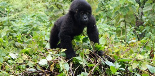 Gorillababy steht auf einem grünen Hügel im Bwindi Nationalpark