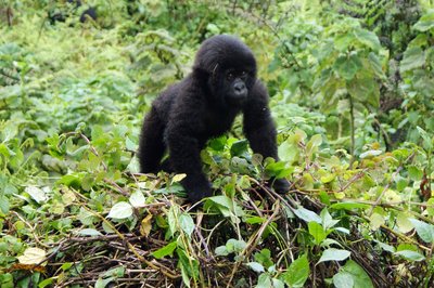 Gorillababy steht auf einem grünen Hügel im Bwindi Nationalpark
