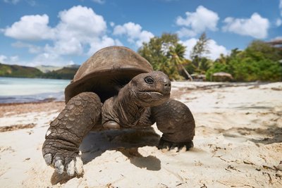 Am Strand auf den Seychellen läuft eine Riesenschildkröte auf die Kamera zu