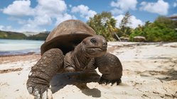 Am Strand auf den Seychellen läuft eine Riesenschildkröte auf die Kamera zu
