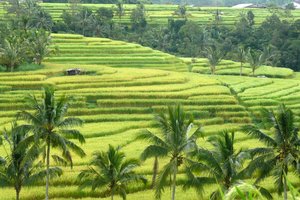 Panorama über ein weites Reisfeld mit Palmen im Vordergrund