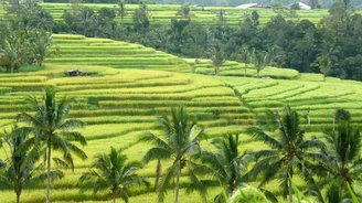 Panorama über ein weites Reisfeld mit Palmen im Vordergrund
