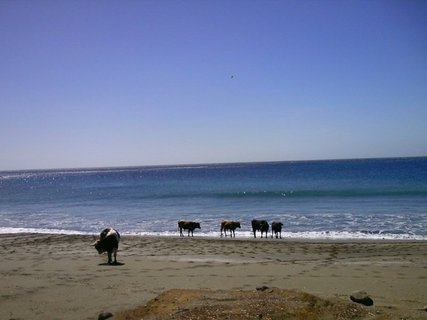 Kühe am Strand von Sao Nicolau mit dem Meer im Hintergrund