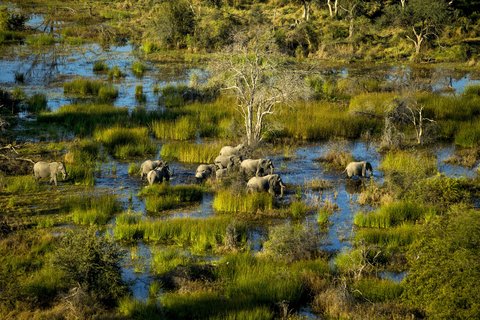 Elefanten in eine Wasser-Gras Ebene in Botswana.