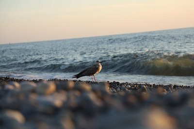 Eine Möwe sitzt an der Küste des Schwarzen Meeres