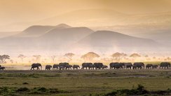 Eine Elefantenherde läuft durch die Savanne