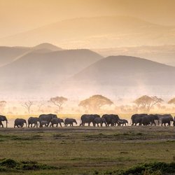 Eine Elefantenherde läuft durch die Savanne