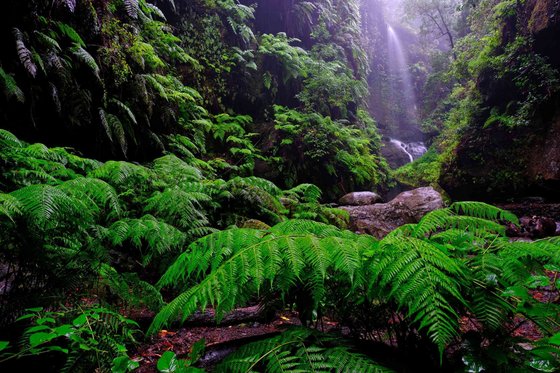 Ein Wasserfall im Lorbeerwald Los Tilos auf La Palma