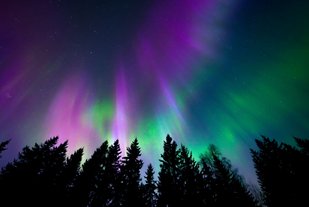 Gibt's nicht nur in grün Über einem Nadelwald leuchtet der Himmel in lila und grün.