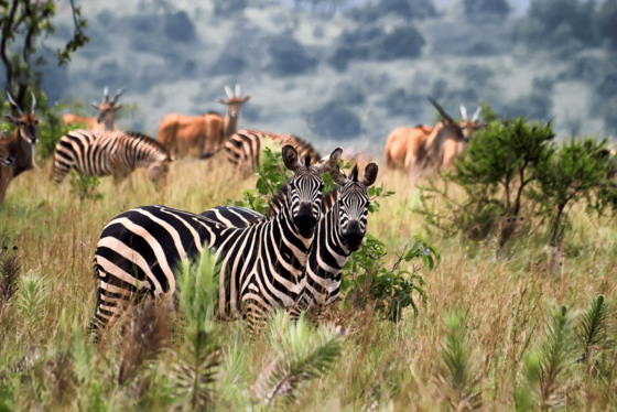 Im Vordergrund stehen zwei Zebras in einer Steppenlandschaft, im Hintergrund einige Antilopen.