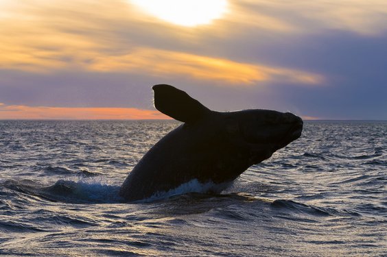 Wal steigt aus dem Meer