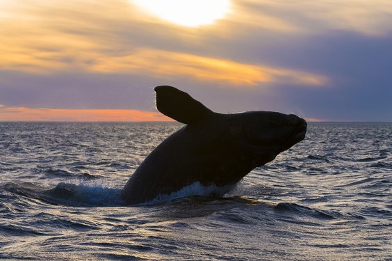 Schwarzwal in der freien Natur Wal steigt aus dem Meer