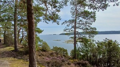 Vom Ufer aus blickt man über Heidekraut zwischen Bäume hinaus auf die Schärenküste von Västergötland.